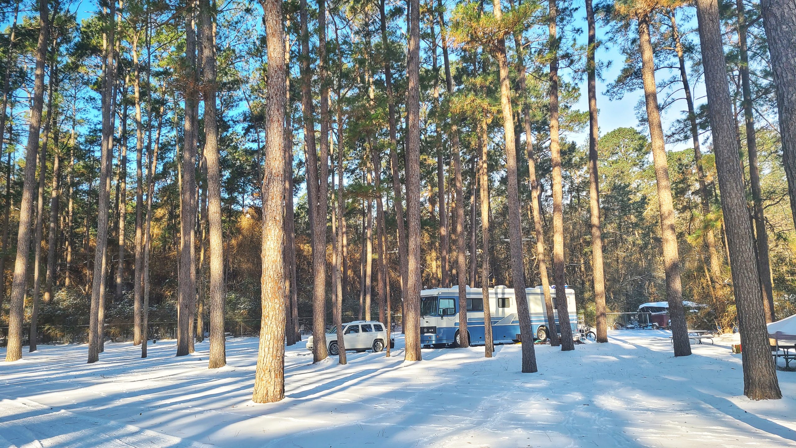 wintering-in-the-piney-woods-bluesteele